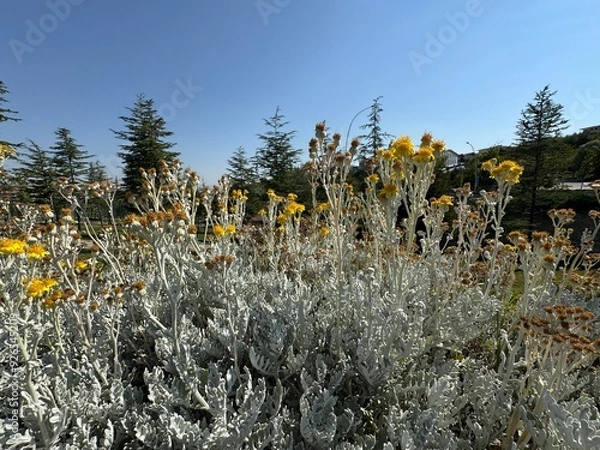 Fototapeta Close up of yellow flowers and silver leaves of Jacobaea maritima, commonly known as silver ragwort. Senecio cineraria and Dusty Miller other names. Beautiful and flowering garden ornamental shrub.