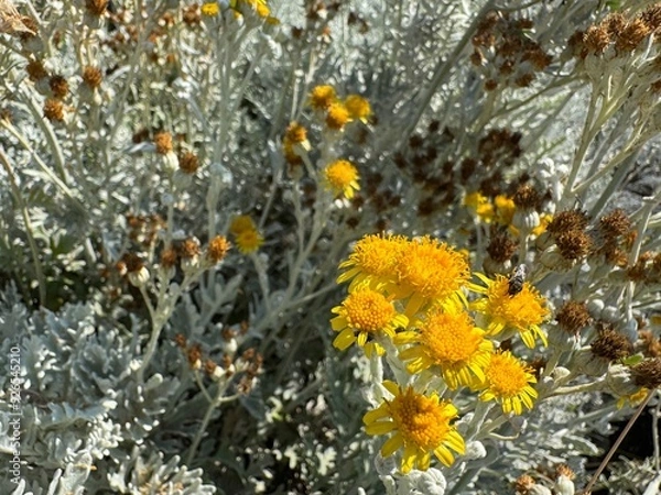 Fototapeta Close up of yellow flowers and silver leaves of Jacobaea maritima, commonly known as silver ragwort. Senecio cineraria and Dusty Miller other names. Beautiful and flowering garden ornamental shrub.