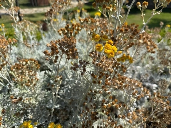 Fototapeta Close up of yellow flowers and silver leaves of Jacobaea maritima, commonly known as silver ragwort. Senecio cineraria and Dusty Miller other names. Beautiful and flowering garden ornamental shrub.