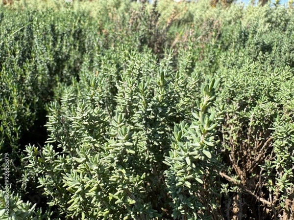 Fototapeta Thymus vulgaris (Garden thyme) fresh and green leaves close-up full frame background. Closeup of thyme branch. German thyme or just thyme is a species plant in the mint family Lamiaceae.