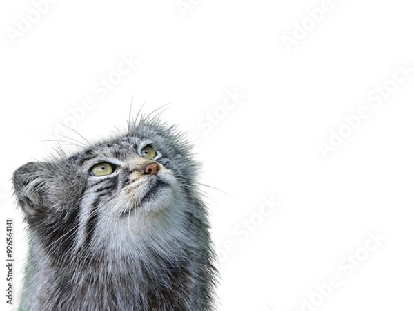 Fototapeta close up of an ostrich