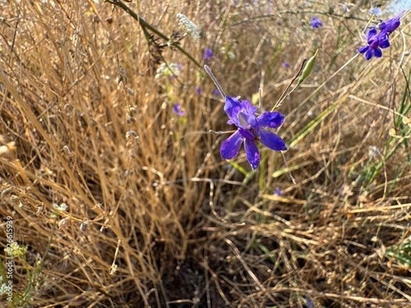 Fototapeta Consolida regalis, known as forking larkspur, rocket-larkspur, and field larkspur. Floral desktop background. Doubtful knight's spur, rocket larkspur.