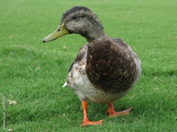 Fototapeta duck posing for camera