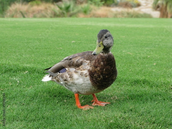 Obraz duck facing you