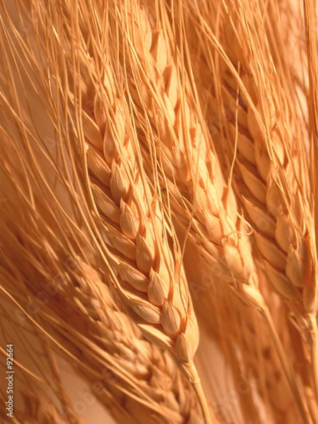 Obraz wheat