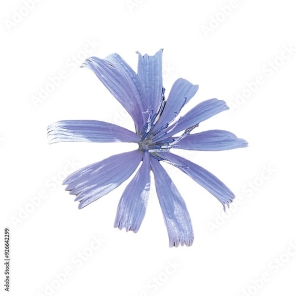 Fototapeta Cichorium intybus blue flower isolated on white background. Common chicory (Cichorium intybus) is a somewhat woody, perennial herbaceous plant of the family Asteraceae.