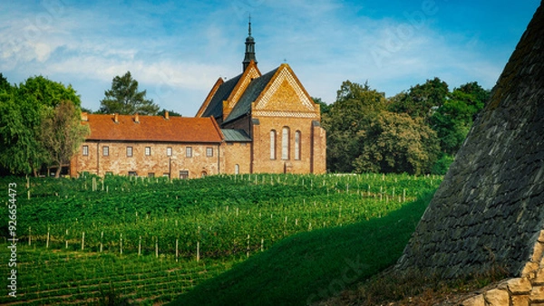 Obraz Vineyard