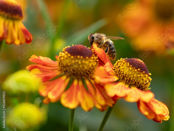 Obraz Honigbiene auf Sonnenbraut