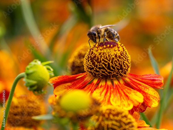 Obraz Honigbiene auf Sonnenbraut