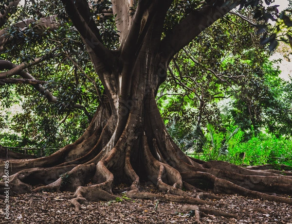 Fototapeta Ancient Trees of Palermo
