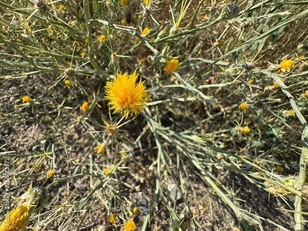 Fototapeta Yellow star thistle close up macro. Centaurea solstitialis, St. Barnaby's Thistle. Wild plant shot in summer. It is also known as golden starter, yellow cockspur and St. Barnaby's.