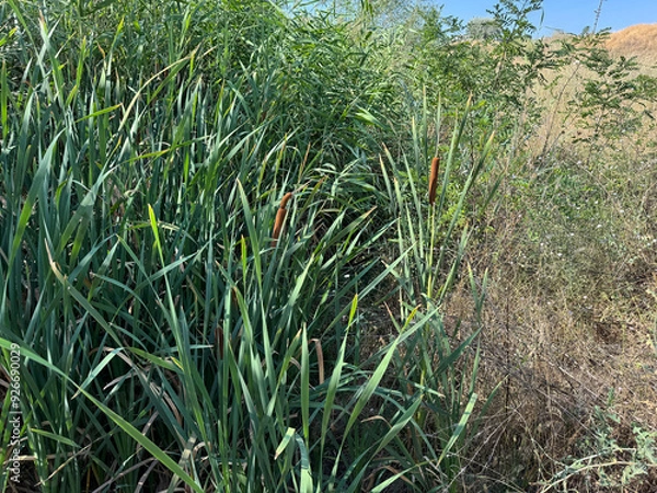Fototapeta Brown bulrushes, cattails or typha latifolia with green leaves. Broad-leaved cattail (Typha latifolia) is native flower in north America. Broadleaf cattail, bulrush, common bulrush, common cattail.