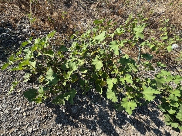 Fototapeta Green leaves of Xanthium strumarium in the garden. Rough cocklebur, Noogoora burr, clotbur, common cocklebur, large cocklebur, woolgarie bur, a common weed infesting agricultural fields. Close-up.