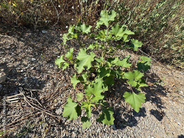 Fototapeta Green leaves of Xanthium strumarium in the garden. Rough cocklebur, Noogoora burr, clotbur, common cocklebur, large cocklebur, woolgarie bur, a common weed infesting agricultural fields. Close-up.