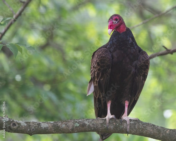 Obraz Turkey vulture on a branch