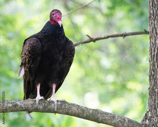 Obraz Perched Turkey Vulture