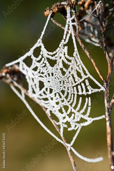 Obraz Sieć pająka - przymrozek