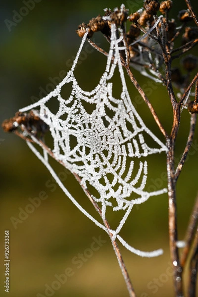 Obraz Sień pająka - przymrozek