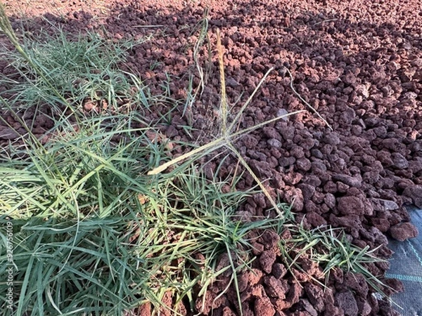 Fototapeta Cynodon dactylon, grama, allergens plants. Pig's finger, finger, Bermuda, ethana, dubo, dog or dog's tooth grass, Bahama, crab, devil's, couch grass, Indian doab, grama, wiregrass and scutch grass.