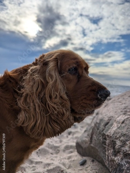 Obraz english cocker spaniel