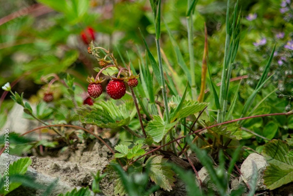 Obraz dzikie poziomki 