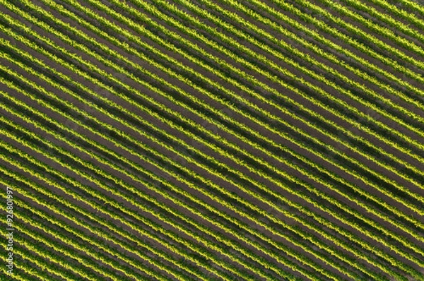 Obraz Aerial View of Symmetrical Vineyard Rows in High-Resolution Panorama