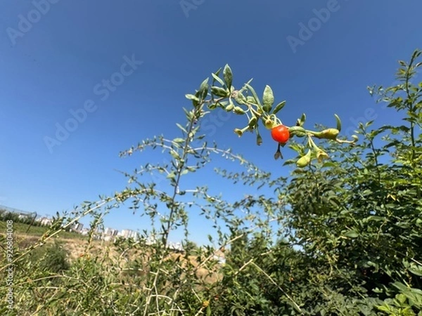 Fototapeta Juicy, fresh Goji berries in the garden, close-up. Goji or goji berry is used in processed foods and an ingredient in traditional Chinese, Korean and Japanese medicine since at least the 3rd century.