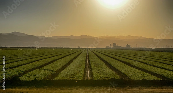 Obraz Growing Fields