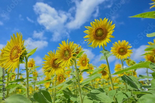 Fototapeta ひまわり畑