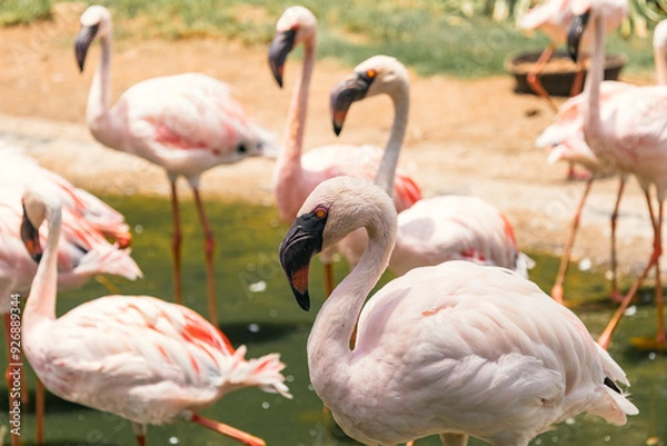 Obraz group of flamingos