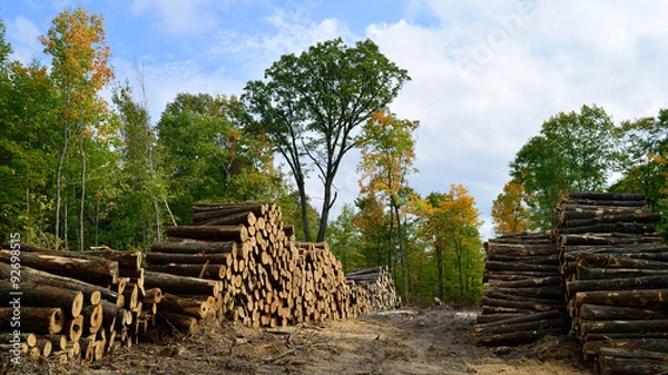 Obraz Hardwood Logs Piled in Fall