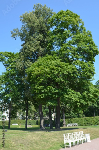Obraz A tree in the Catherine Park Pushkin City