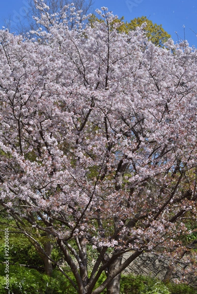 Fototapeta 鶴見緑地の桜