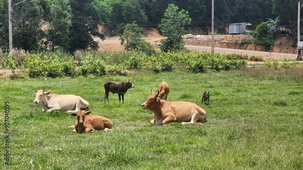 Fototapeta a heard of cow sitting and lying down in the grassfield