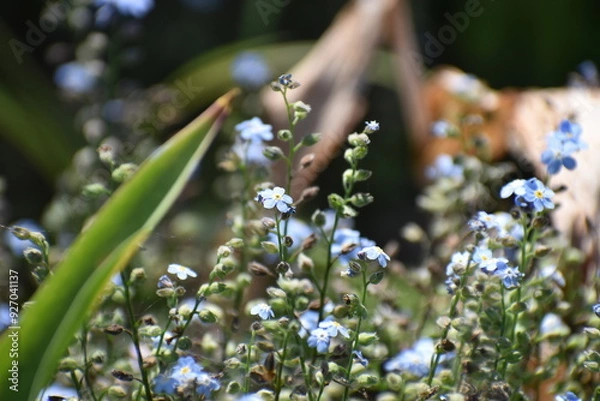 Fototapeta 青い花