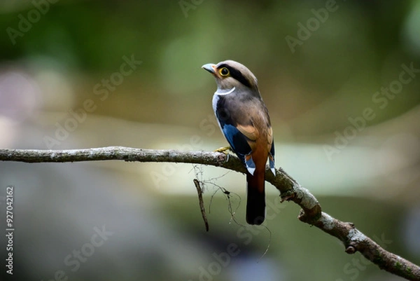 Fototapeta Silver-breasted Broadbill ( Serilophus lunatus), cute bird perching on a branch of tree in the forest at Kaeng Krachan National Park, Thailand.