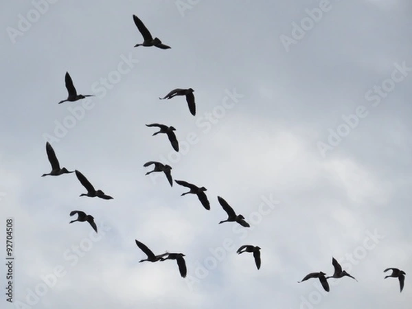 Fototapeta Gonna Fly Now