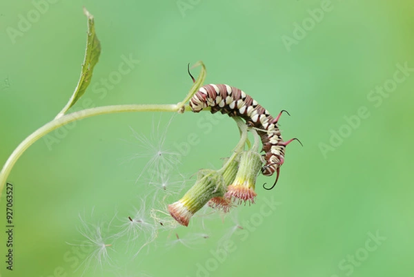 Fototapeta The beautiful and graceful appearance of the common crow caterpillar. This caterpillar will metamorphose into a Euploea core butterfly.