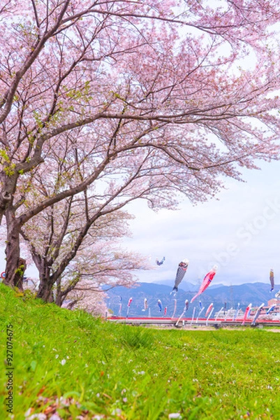 Fototapeta 相川水辺公園、青空と桜の花びら、満開の桜と春風に泳ぐ鯉のぼり

