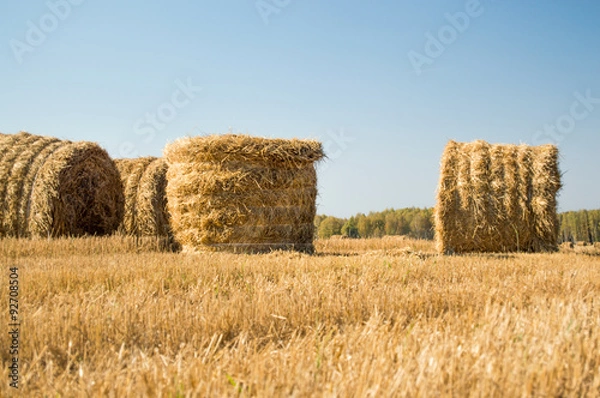 Obraz рулоны соломы на поле