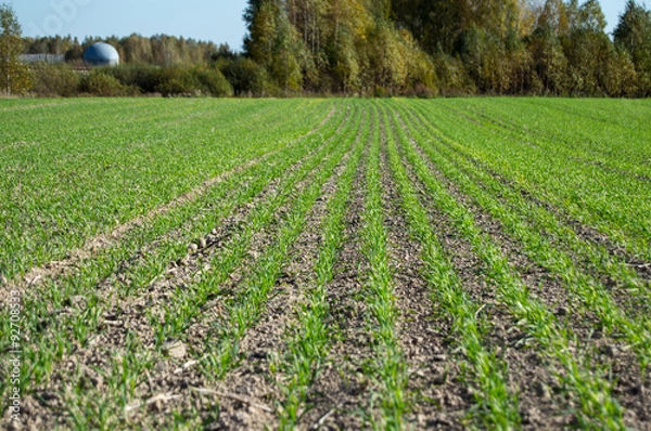 Obraz молодые  яровые всходы на полях