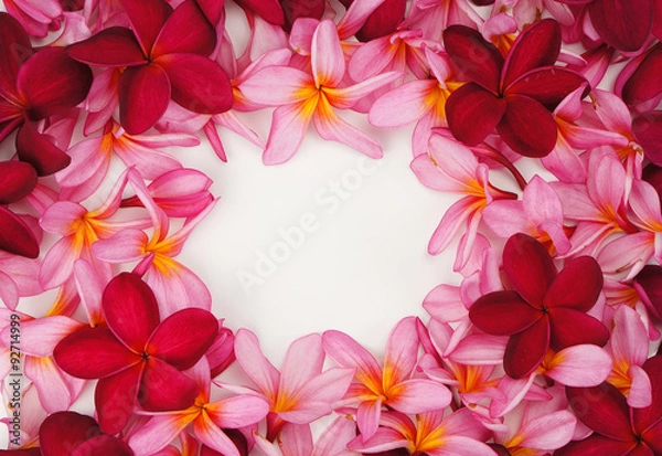Obraz Frangipani flower frame
