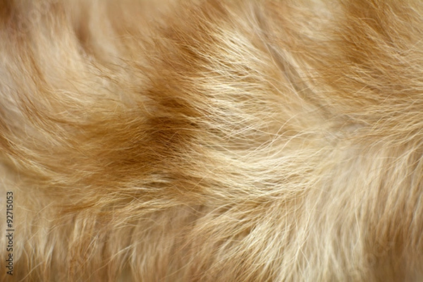 Obraz brown dog fur background