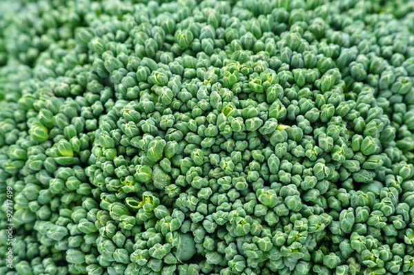 Obraz close-up photo of green broccoli