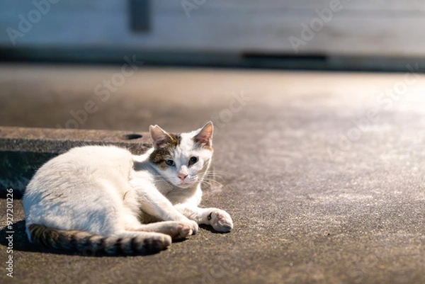 Obraz 野良ネコちゃん