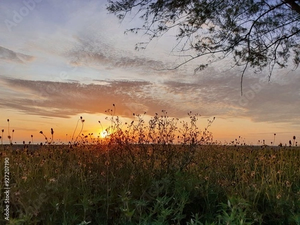 Fototapeta The golden light of the sun rising from the sea shines on the trees and grass, bringing them to life.
