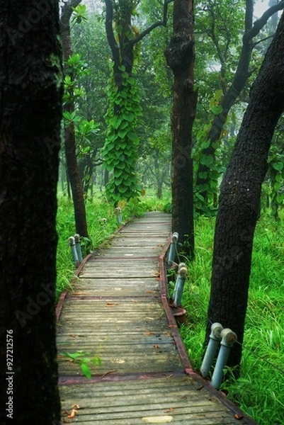 Fototapeta Paths through trees and grasslands