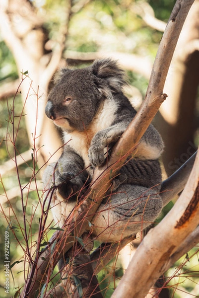 Obraz Koala Nestled in the Eucalyptus Tree
