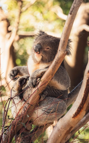 Obraz Koala Nestled in the Eucalyptus Tree