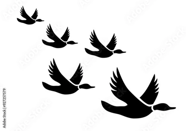 Fototapeta Anatra papera